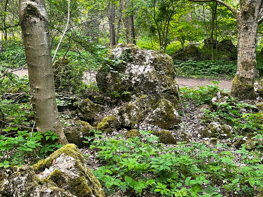 Moosbewachsene, helle Gipsfelsen stehen mitten im Laubwald am Feuersalamanderpfad. Dahinter führt ein schmaler Erdweg durch dichtes Grün, der Waldboden ist mit krautigen Pflanzen bedeckt.