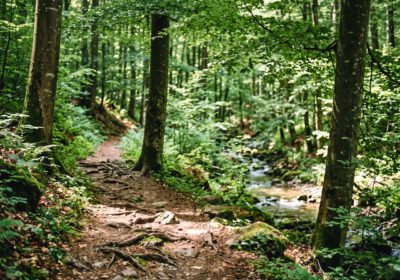 Wald,