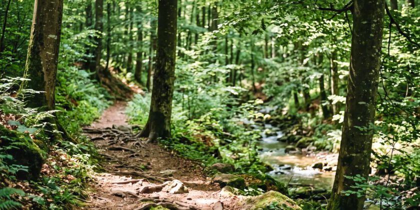 Wald, Wege, Wasser: Harztor ist dein grünes Ausflugsziel